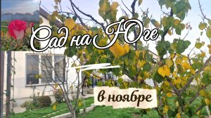 САД на ЮГЕ в НОЯБРЕ.станица НАТУХАЕВСКАЯ