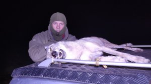 ОХОТА НА ВОЛКОВ 2025 часть 2