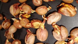 Семена фисташки Акбари на регулярной просушке 2 раза в день от Small Gardens