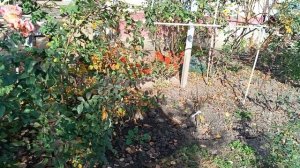 20.11.25.  Динская. Краснодарский край