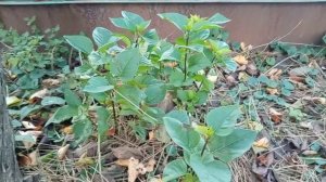 Купила ножи для капусты ! Жарю , котлеты и нагецы ! Пилила ветки ! Юг России 🌴