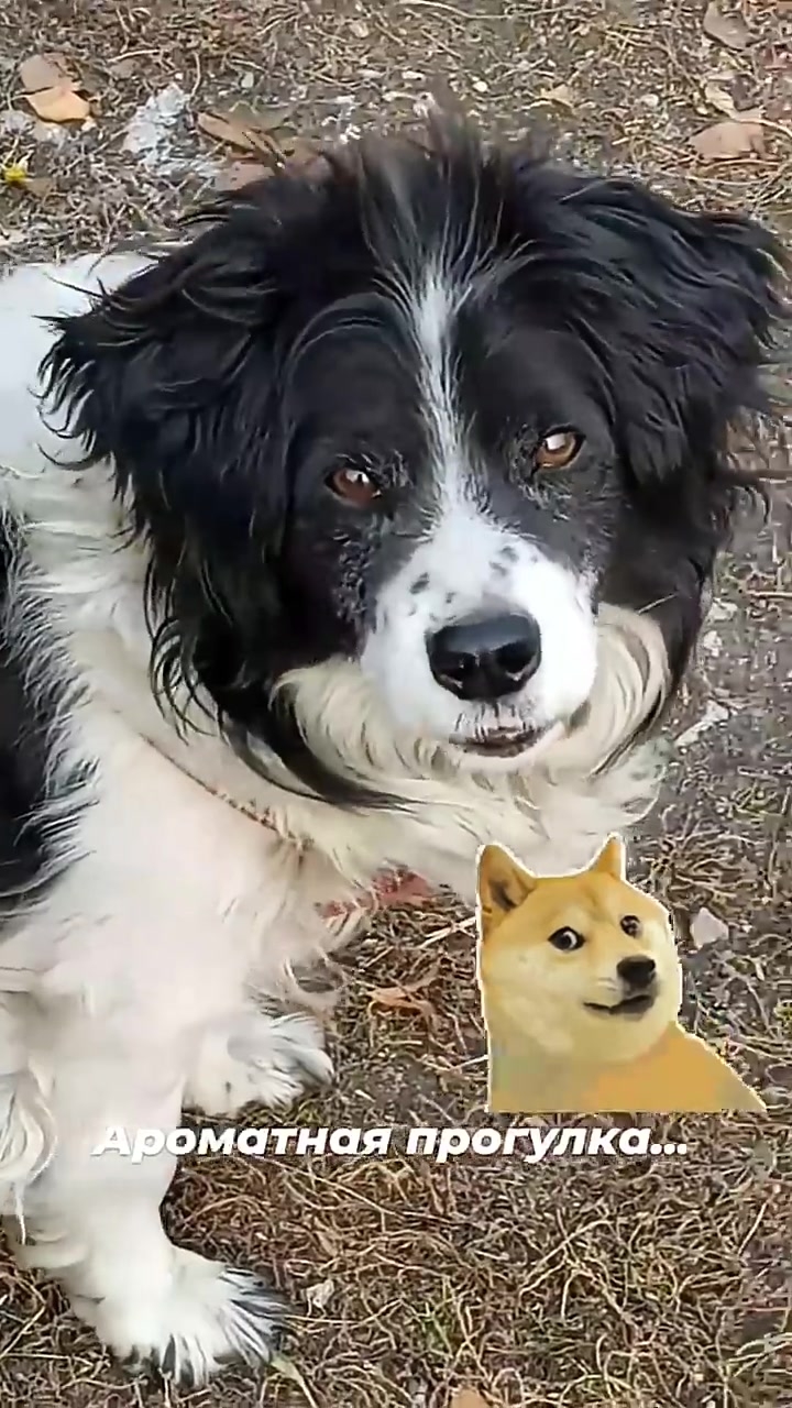 На природу, на прогулку! 🤗🦮