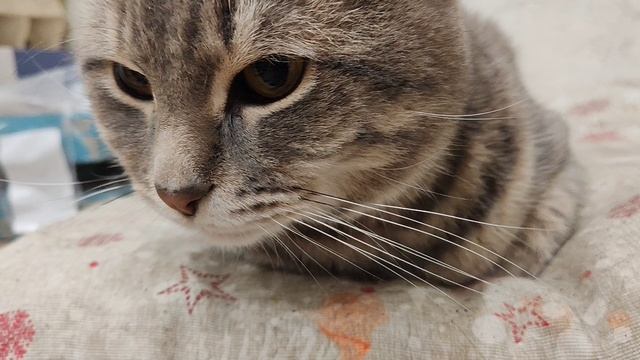 20-11-2025 кот в деревне увидел новую коробку