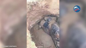 Всадник на лошади неожиданно провалился в склеп времён Золотой Орды в Дагестане