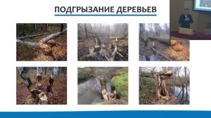 Бобры и люди - путь к добрососедству