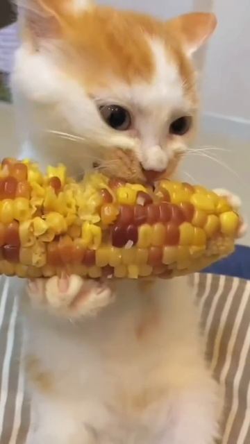 Не мешай, я на диете!