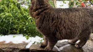 20-11-2025 ДНЕВНИК лесного кота Барсика: «Первый снежок!»  - 18 ноября 2025 года