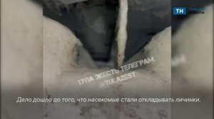 Тульский ЦО №31 кишит тараканами и их личинками