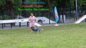 Площадка для собак. Часть Вторая