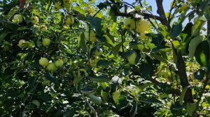 Папировка - старинный летний сорт яблони