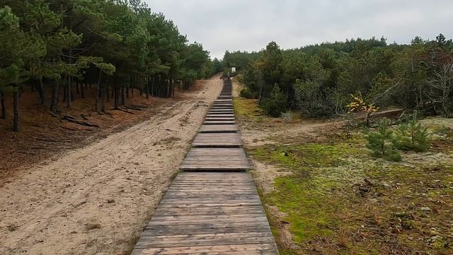 Экотропа Озеро Лебедь на Куршской косе смотреть онлайн