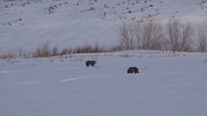 Медведи разгулялись - апрель....