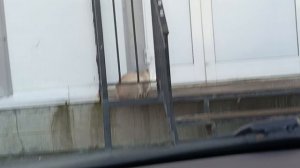 ВЛОГ 33. Едем к ветеринару, заказ в Магнит. Куда делась зима?