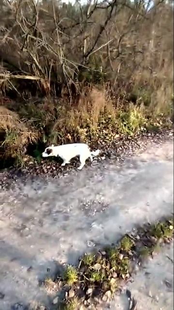 Михаил на прогулке с Жужей до Суворова ноябрь 2025