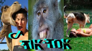 Самая смешная подборка тиктоков. Лучшие смешные видео tik tok