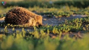 Странные и необычные животные 🐋🐟🦈🦎🐢🦗🪼🦡🦔