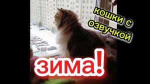 Кошки с озвучкой.