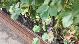 Созревание новинок селекции Донского казачества на прививках прошлого года, 29 - е июля, 2025 года.