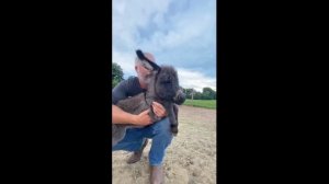 Ослик любит своего хозяина - 2023 год