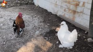 Любовь птицевода к Курочкам 🐥🐔🥚 Нежное видео 🐓 Версия (67)