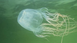 Двухлетний малыш из России умер после укуса медузы в Малайзии