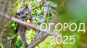 Огород в Липецке 2025
