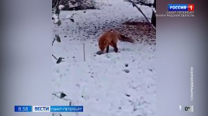 Вести Санкт-Петербург. Выпуск 08.35 от 20.11.2025