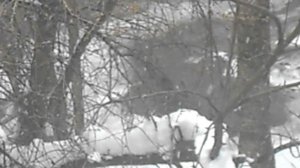 Без звука. Голубь. Снег. 10 апреля 2025. DSCN6219