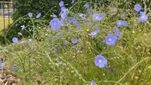 Лён - цветок волшебный!