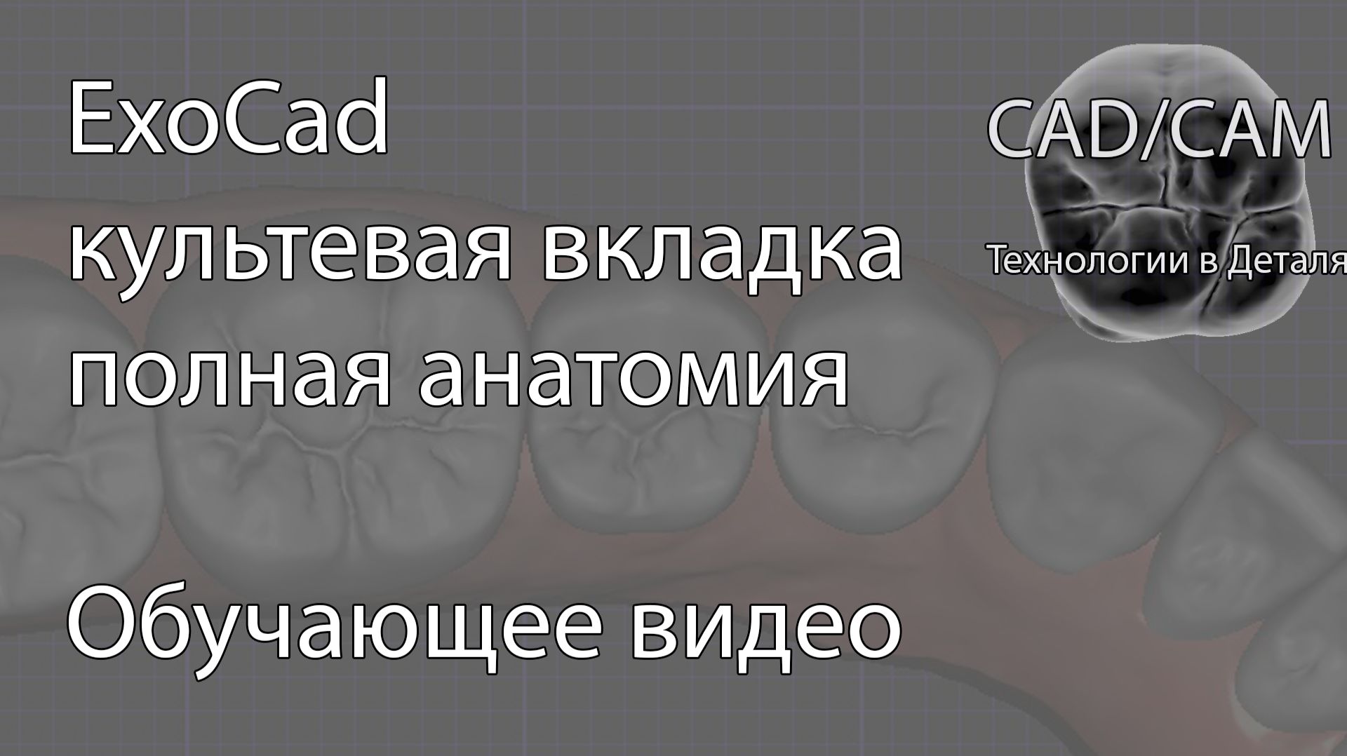 Культевая вкладка полная анатомия в ExoCad