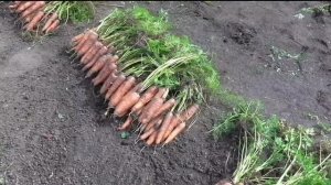 Хранение морковки