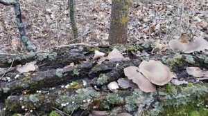 Вёшенка и Синяя Ножка. Закрытие сезона