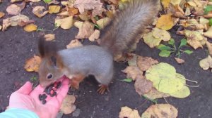 Белки Крестовского острова. Санкт-Петербург