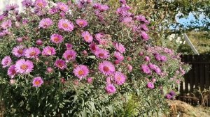 Осенние астры в нашем саду 2025