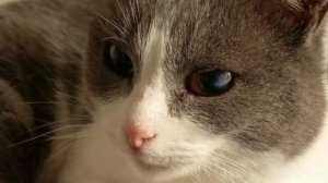 ПРОСТО КОТИКИ И СОБАЧКИ