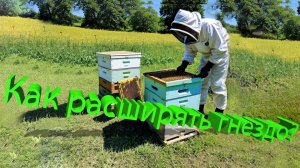 Расширяем гнездо: вверх или вниз? Фундаментальный разбор от профессора Кашковского