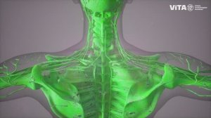 ViTA12: СЕРИЯ L - ЛИМФАТИЧЕСКАЯ СИСТЕМА