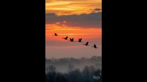 Журавлиный крик