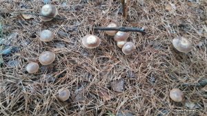 На носу зима, а мы в лес за грибами