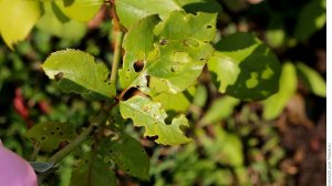 ДЫРЯВЫЕ ЛИСТЬЯ У РОЗЫ / ПРИЧИНЫ И КАК С ЭТИМ БОРОТЬСЯ