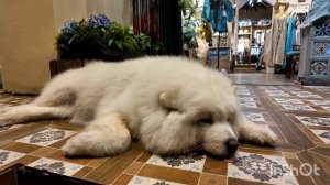 Бухта Дадунхай  остров Хайнань  отель Харман   Китай     октябрь 2025г