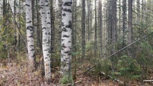 Охота с лайкой