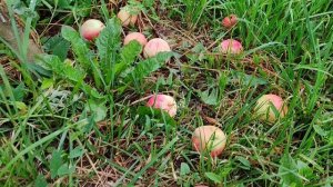 Летнее полосатое - раннелетний сорт яблони челябинской селекции.