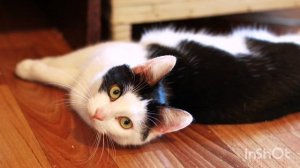 Выйду ночью в кухню с котом.