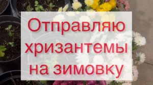 video-output-FF3B8656-03F2-4949-B929-404A56FAC1A7