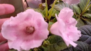 ВЕСТИ С ПОЛЕЙ 🌱🌱🌱🙏Цветущие глоксинии 🤗красота какая
ОБЗОРЧИК 🤗
#глоксиния #цветыдлядома