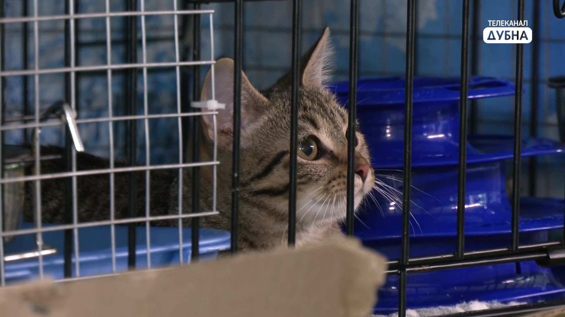 Спасти хвостатых смотреть онлайн