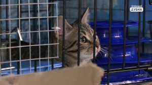 Спасти хвостатых