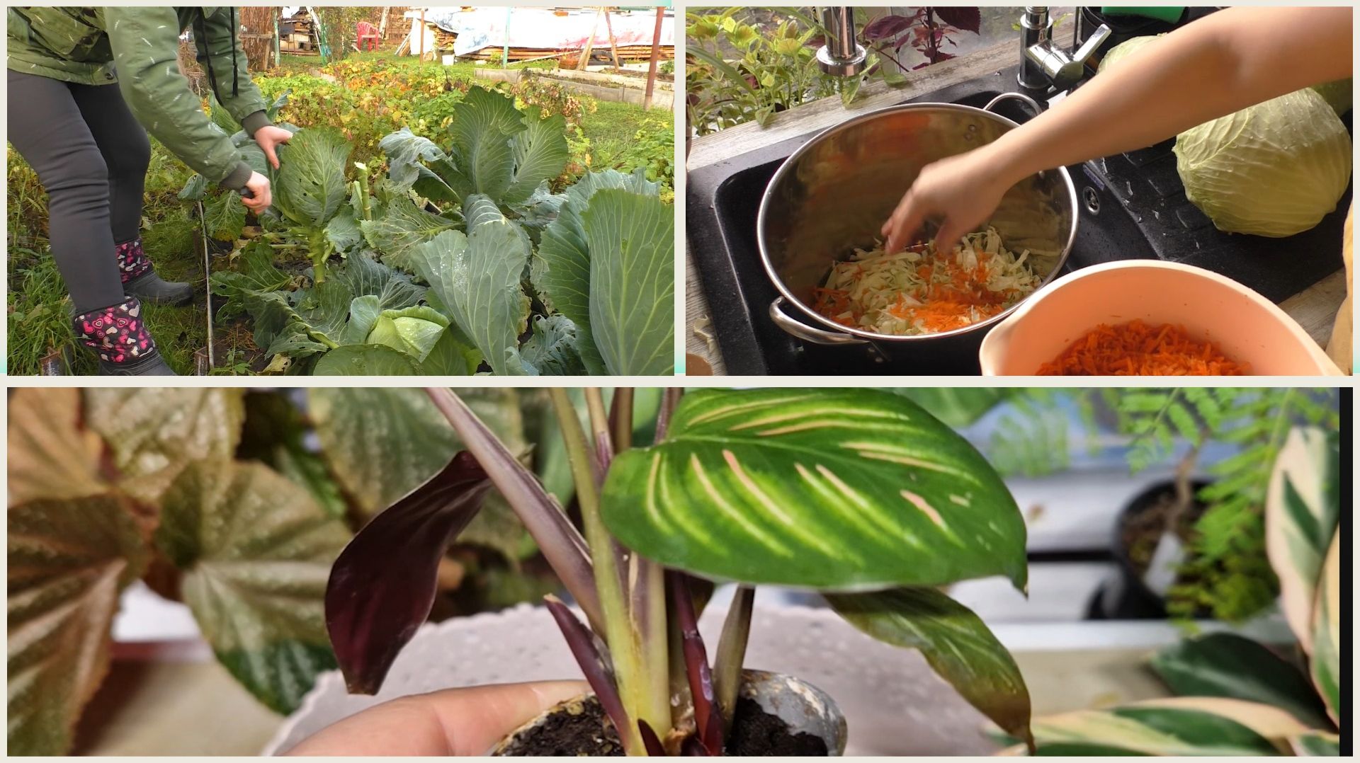 Срубаю капусту, буду квасить что наросло. Новые цветы и листья Обход домашней оранжереи