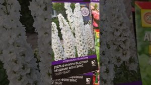 посеяла 19 ноября